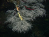 Black Coral