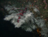 Black Coral