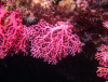 Red Coral